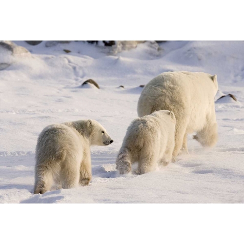 Canada, Churchill Polar bear cubs follow mother